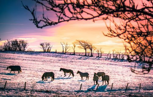 horses winter silhouette