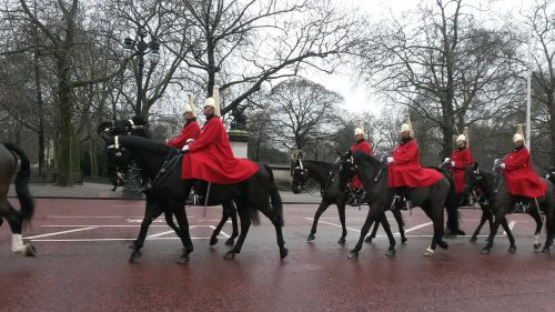 horses guard military