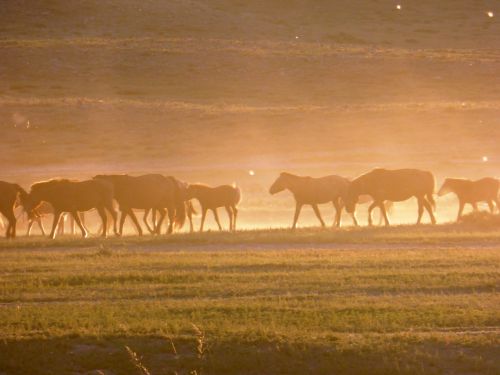 horses steppe sunset