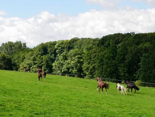 horses horse meadow gallop