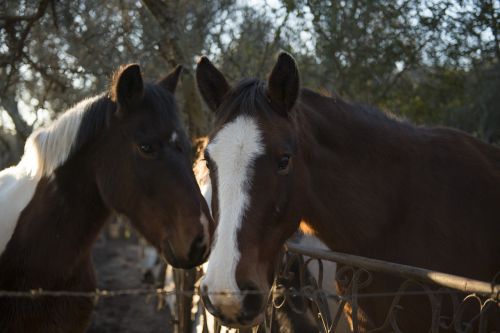 horses close nature