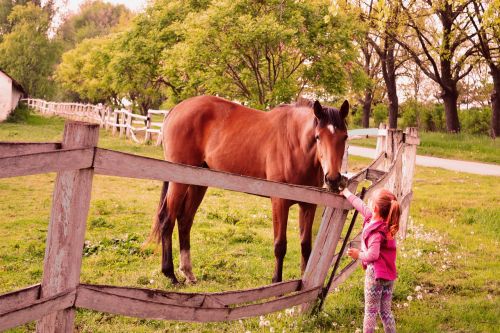 horses nature girl