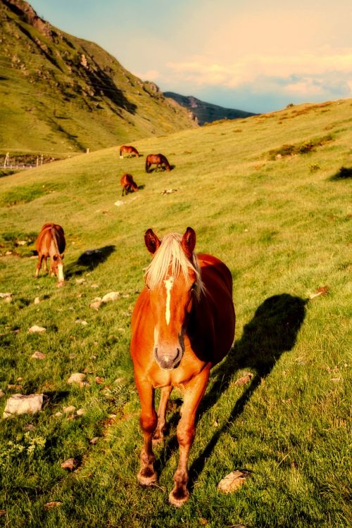 horses meadow mountains