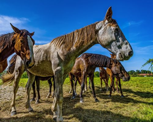 horses horse pasture