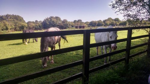 horses animals farm