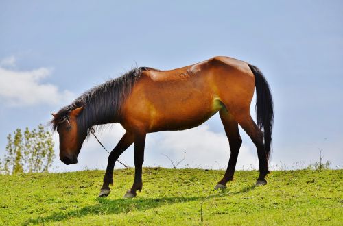 horses animal mammal