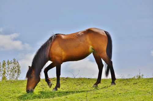 horses animal mammal