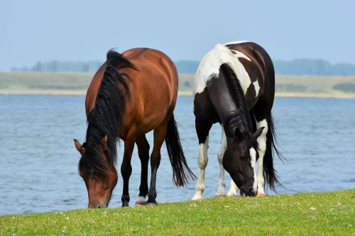 horses browser pasture