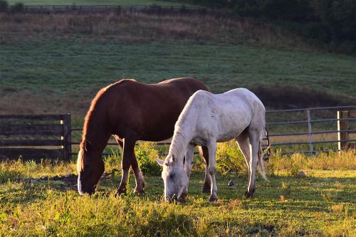horses sunrise grass