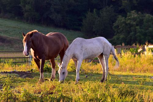 horses sunrise grass