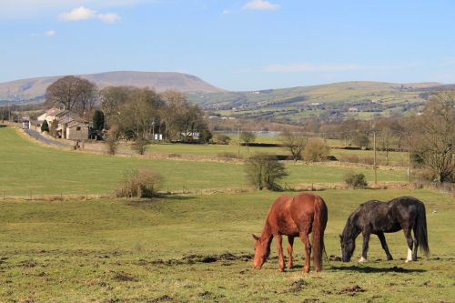 horses pendle hill lancashire