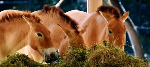horses feeding eat