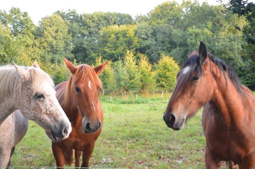 horses prairie ruminant herbivore