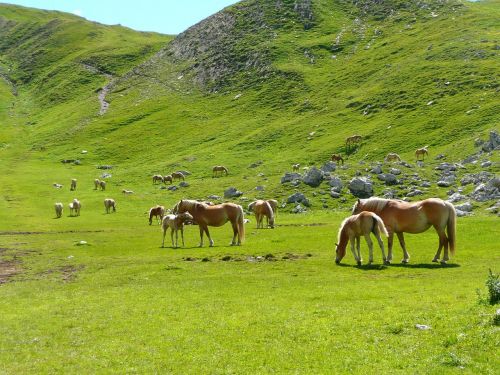horses herd avellino