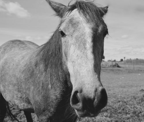 horses head horse portrait profile