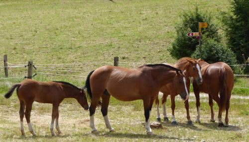 horses foal pasture