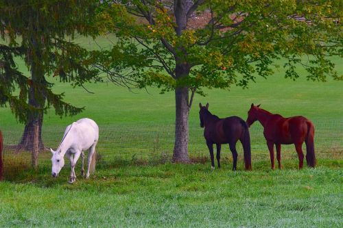 horses field grass