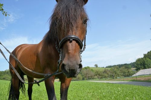 horses mold eye