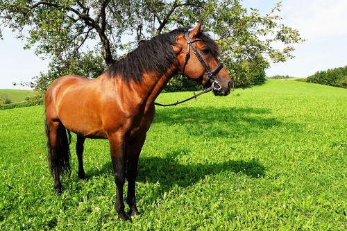 horses eye monteaura