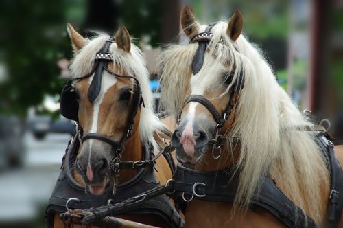 horses horse head animal