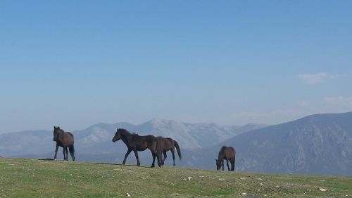 horses asturcon asturias