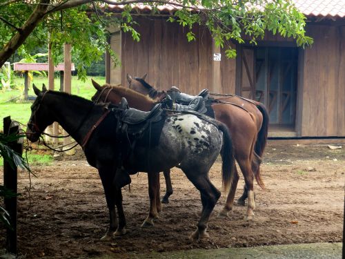 horses horseback riding saddle