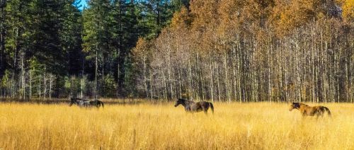 horses autumn field