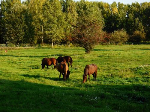 horses grazing nature