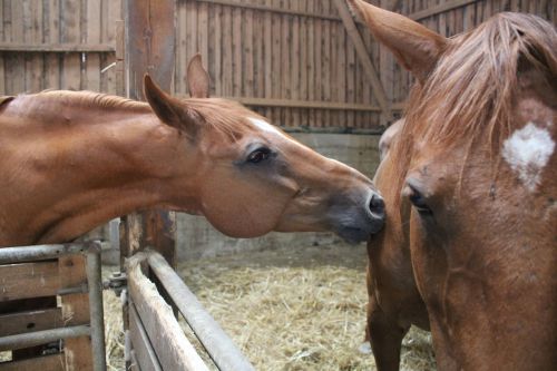 horses love friendship