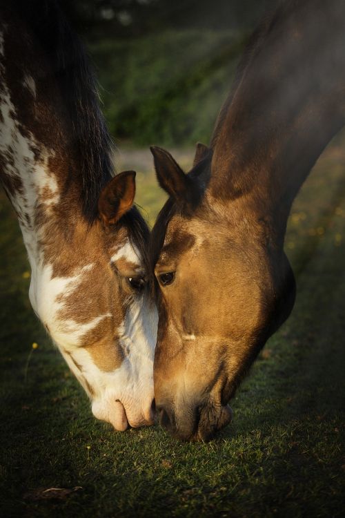 horses portrait cute