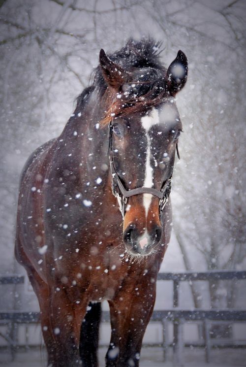 horses snow winter