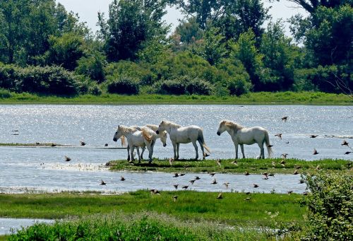 horses waters nature