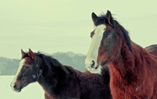 horses brown winter