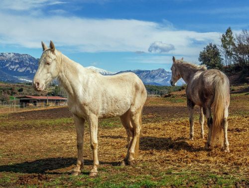 horses whites mammalia