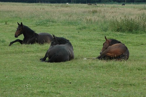horses  sleep