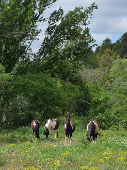 horses  prado  priorat