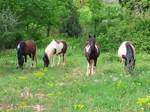 horses  prado  priorat