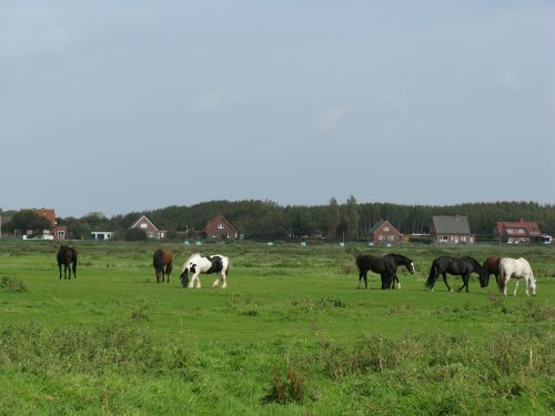 horses pasture palomino