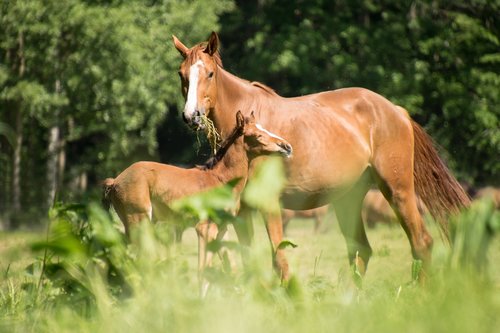 horses  foal  mare