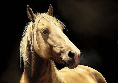 horses  horse head  pony