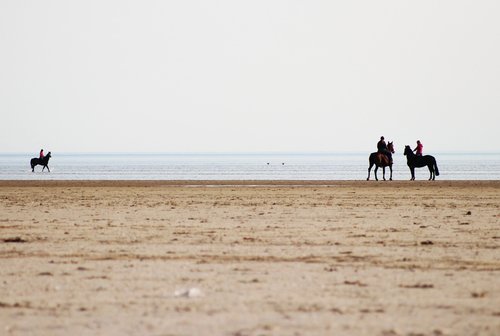 horses  beach  reiter