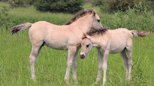 horses  foals  together