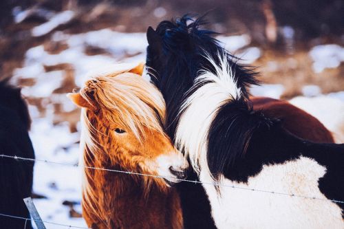 horses ponies farm animals