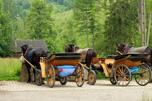 horses  horse bridles  carriages