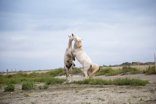 horses  fighting  playing
