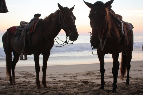 horses  sea  sun