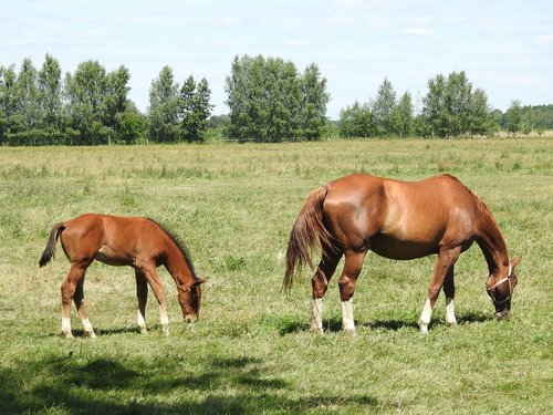 horses  chestnut  mare