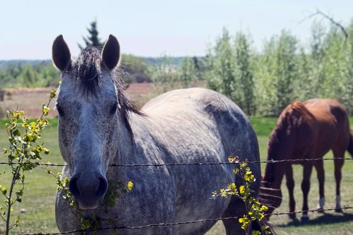 horses  farm  country