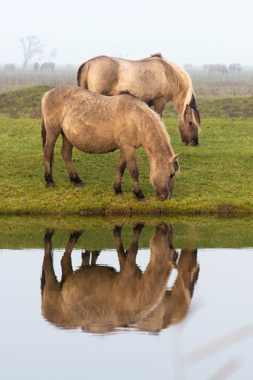 horses  reflection  mirror image