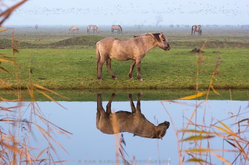 horses  mirror image  reflection